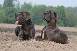 DOGUE ALLEMAND 468